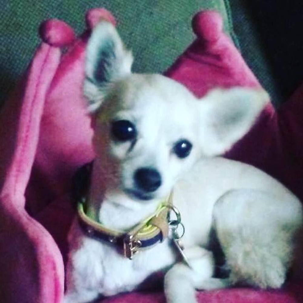 Meet your Posher, Anni